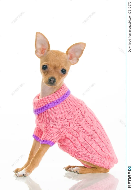 Kootud Villane Kampsun Koertele