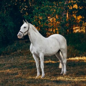 Käsitsi valmistatud hobuse sadulapehmendus, tagab mugavuse ja leevenduse ratsutamiseks, universaalne sobivus.